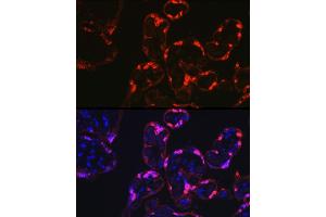 Immunofluorescence analysis of human placenta cells using S100P Rabbit pAb (ABIN7270133) at dilution of 1:100 (40x lens). (S100P Antikörper  (AA 1-95))