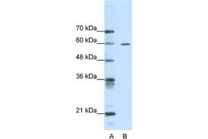 Western Blotting (WB) image for anti-AT Rich Interactive Domain 3A (BRIGHT-Like) (ARID3A) antibody (ABIN2460596) (ARID3A Antikörper)