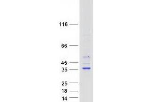 Western Blotting (WB) image for Hydroxysteroid (17-Beta) Dehydrogenase 7 (HSD17B7) protein (Myc-DYKDDDDK Tag) (ABIN2714225)