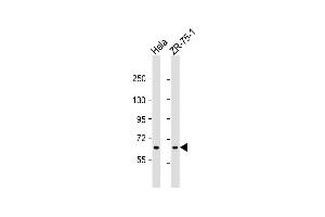 Transglutaminase 5 Antikörper  (C-Term)