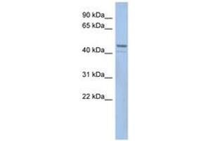 Image no. 1 for anti-Smith-Magenis Syndrome Chromosome Region, Candidate 7-Like (SMCR7L) (AA 35-84) antibody (ABIN6743524) (SMCR7L Antikörper  (AA 35-84))