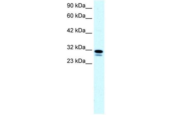 SSBP2 Antikörper  (N-Term)