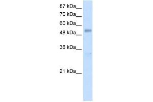 WB Suggested Anti-DDX19B Antibody Titration:  1. (DDX19B Antikörper  (N-Term))
