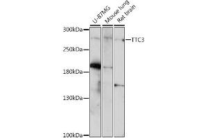 Western blot analysis of extracts of various cell lines, using TTC3 antibody (ABIN7270791) at 1:1000 dilution. (TTC3 Antikörper  (AA 1400-1700))