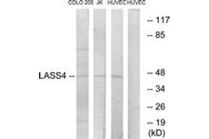Western blot analysis of extracts from HuvEc/COLO/Jurkat cells, using LASS4 Antibody. (LASS4 Antikörper  (AA 41-90))