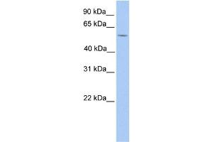WB Suggested Anti-LIMD1 Antibody Titration:  1 ug/ml  Positive Control:  HepG2 cell lysate LIMD1 is supported by BioGPS gene expression data to be expressed in HepG2 (LIMD1 Antikörper  (N-Term))
