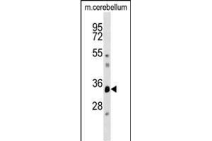 DUSP12 Antibody (Center) (ABIN1537912 and ABIN2848573) western blot analysis in mouse cerebellum tissue lysates (35 μg/lane). (DUSP12 Antikörper  (AA 162-191))