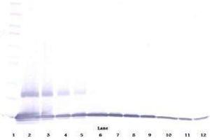 Image no. 1 for anti-Chemokine (C-C Motif) Ligand 9 (Ccl9) antibody (ABIN465416) (CCL9 Antikörper)