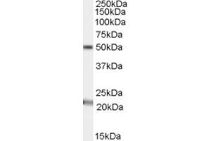 ABIN334340 (1µg/ml) staining of Human Brain (Substantia nigra) lysate (35µg protein in RIPA buffer). (Acylglycerol Kinase Antikörper  (C-Term))