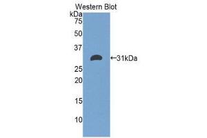 Western Blotting (WB) image for anti-Electron-Transfer-Flavoprotein, alpha Polypeptide (ETFA) (AA 34-295) antibody (ABIN1858743) (ETFA Antikörper  (AA 34-295))