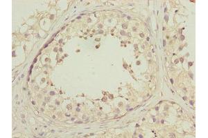 Immunohistochemistry of paraffin-embedded human testis tissue using ABIN7150502 at dilution of 1:100 (DNAJB1 Antikörper  (AA 1-340))