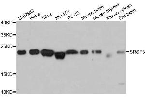 Western blot analysis of extracts of various cell lines, using SRSF3 antibody (ABIN5973600) at 1:3000 dilution. (SRSF3 Antikörper)