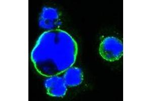 Confocal immunofluorescence analysis of HEK293 cells trasfected with full-length ISL1-hIgGFc using ISL1 antibody (green). (ISL1 Antikörper)