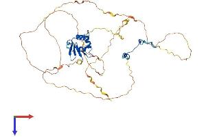 ELK1 Protein (AA 1-428) (His tag)