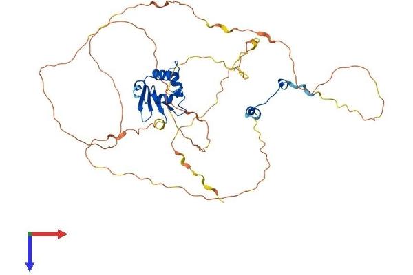 ELK1 Protein (AA 1-428) (His tag)