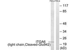 Western blot analysis of extracts from HeLa cells, treated with etoposide 25uM 24h, using ITGA6 (light chain,Cleaved-Glu942) Antibody. (ITGA6 Antikörper  (Cleaved-Glu942))