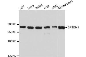 Western blot analysis of extracts of various cell lines, using SPTBN1 antibody (ABIN1874930) at 1:3000 dilution.