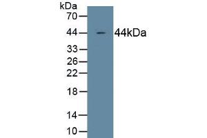 Detection of Recombinant C4c, Human using Monoclonal Antibody to Complement Component 4c (C4c) (Complement C4c Antikörper  (AA 19-333))