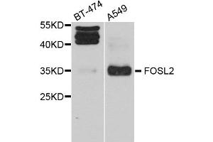 Western blot analysis of extract of BT474 and A549 cells, using FOSL2 antibody.