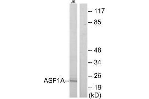 Western Blotting (WB) image for anti-ASF1 Anti-Silencing Function 1 Homolog A (S. Cerevisiae) (ASF1A) (Internal Region) antibody (ABIN1850104) (ASF1A Antikörper  (Internal Region))