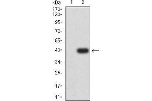 Western blot analysis using ALDH1A1 mAb against HEK293 (1) and ALDH1A1 (AA: 1-110)-hIgGFc transfected HEK293 (2) cell lysate. (ALDH1A1 Antikörper  (AA 1-110))