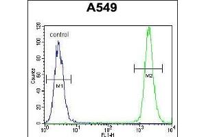 TRIM9 Antibody (C-term) (ABIN655760 and ABIN2845203) flow cytometric analysis of A549 cells (right histogram) compared to a negative control cell (left histogram). (TRIM9 Antikörper  (C-Term))