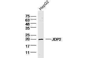 HepG2 lysates probed with JDP2 Polyclonal Antibody, unconjugated  at 1:300 overnight at 4°C followed by a conjugated secondary antibody for 60 minutes at 37°C. (JDP2 Antikörper  (AA 21-120))