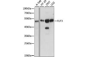Western blot analysis of extracts of various cell lines, using FUT3 antibody (ABIN7267273) at 1:1000 dilution. (FUT3 Antikörper  (AA 1-100))