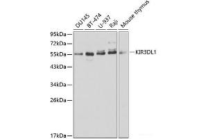 Western blot analysis of extracts of various cell lines using KIR3DL1 Polyclonal Antibody at dilution of 1:1000. (KIR3DL1 Antikörper)
