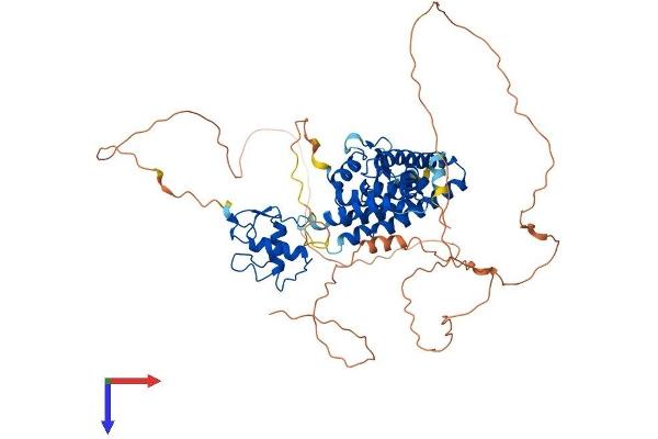NR4A2 Protein (AA 1-598) (His tag)