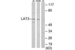 Western Blotting (WB) image for anti-Large Neutral Amino Acid Transporter 3 (LAT3) (Internal Region) antibody (ABIN1849022) (LAT3 Antikörper  (Internal Region))