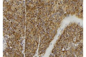 ABIN6277941 at 1/100 staining Human pancreas tissue by IHC-P. (FGF3 Antikörper)