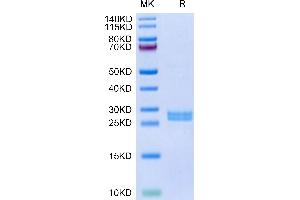 Mouse Hepcidin on Tris-Bis PAGE under reduced condition. (Hepcidin Protein (AA 59-83) (GST tag))