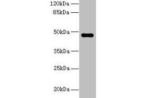 Western blot All lanes: ZNF821 antibody at 8 μg/mL + MCF-7 whole cell lysate Secondary Goat polyclonal to rabbit IgG at 1/10000 dilution Predicted band size: 47, 43 kDa Observed band size: 47 kDa (ZNF821 Antikörper  (AA 1-370))