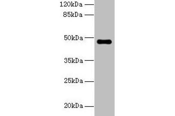 ZNF821 抗体  (AA 1-370)