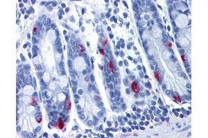 Anti-MLNR antibody IHC of human small intestine. (Motilin Receptor Antikörper  (Cytoplasmic Domain))