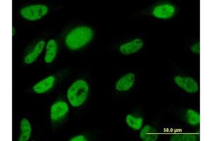 Immunofluorescence (IF) image for anti-T-Box 18 (TBX18) (AA 454-560) antibody (ABIN522536)