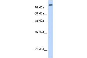 NCAPH antibody used at 0. (NCAPH Antikörper  (C-Term))