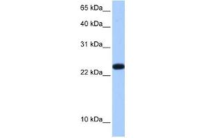 C19ORF24 antibody used at 0. (C19orf24 Antikörper  (N-Term))