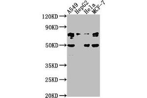 Western Blot Positive WB detected in: A549 whole cell lysate, HepG2 whole cell lysate, Hela whole cell lysate, MCF-7 whole cell lysate All lanes: LEO1 antibody at 1:2000 Secondary Goat polyclonal to rabbit IgG at 1/50000 dilution Predicted band size: 76, 69 kDa Observed band size: 76 kDa (LEO1 Antikörper  (AA 2-24))