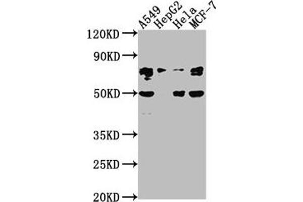 LEO1 Antikörper  (AA 2-24)
