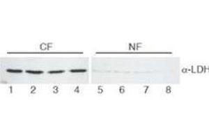 Western Blot of Goat Anti-Lactate Dehydrogenase antibody. (Lactate Dehydrogenase Antikörper  (Biotin))