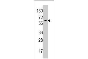Western blot analysis of GPC6 polyclonal antibody  in K-562 cell line lysates (35 ug/lane). (Glypican 6 Antikörper  (AA 24-46))