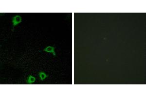 Peptide - +Western blot analysis of extracts from COLO cells, using EMR2 antibody.