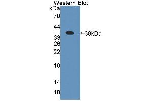 Detection of Recombinant APPBP1, Human using Polyclonal Antibody to Amyloid Beta Precursor Protein Binding Protein 1 (APPBP1) (Amyloid beta Precursor Protein Binding Protein 1 (AA 229-534) Antikörper)