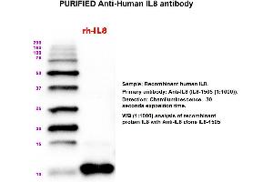 Image no. 1 for anti-Interleukin 8 (IL8) antibody (ABIN1112409) (IL-8 Antikörper)