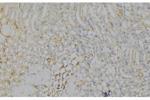 ABIN6276781 at 1/100 staining Human gastric tissue by IHC-P. (HMGCR Antikörper  (N-Term))