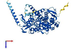 CYP46A1 Protein (AA 1-500) (His tag)