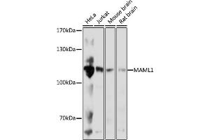 Western blot analysis of extracts of various cell lines, using M antibody (ABIN7268409) at 1:1000 dilution. (MAML1 Antikörper  (AA 1-300))