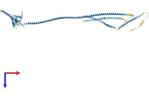 HOOK1 Protein (AA 1-728) (His tag)
